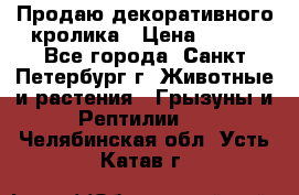 Продаю декоративного кролика › Цена ­ 500 - Все города, Санкт-Петербург г. Животные и растения » Грызуны и Рептилии   . Челябинская обл.,Усть-Катав г.